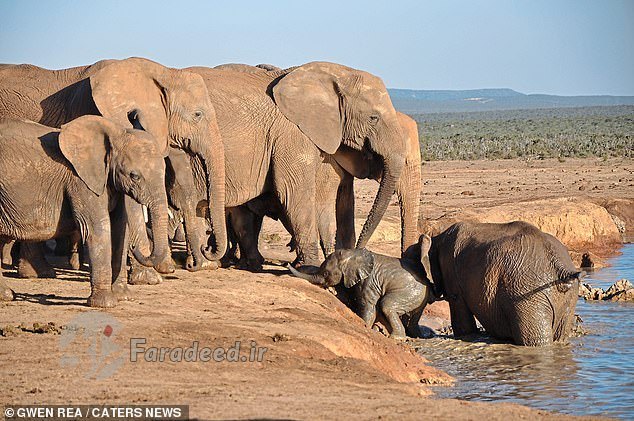 تصاویر/عملیات نجات فیل نوزاد