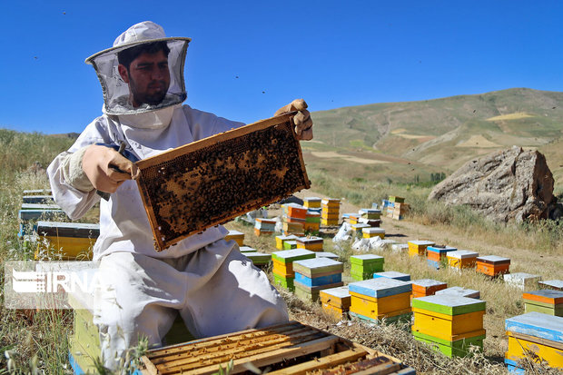 تولید عسل در مهاباد ۲.۵ برابر شد