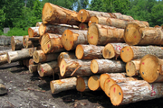 یک هزار و ۲۲۸ قاچاقچی چوب پارسال در گیلان دستگیر شد