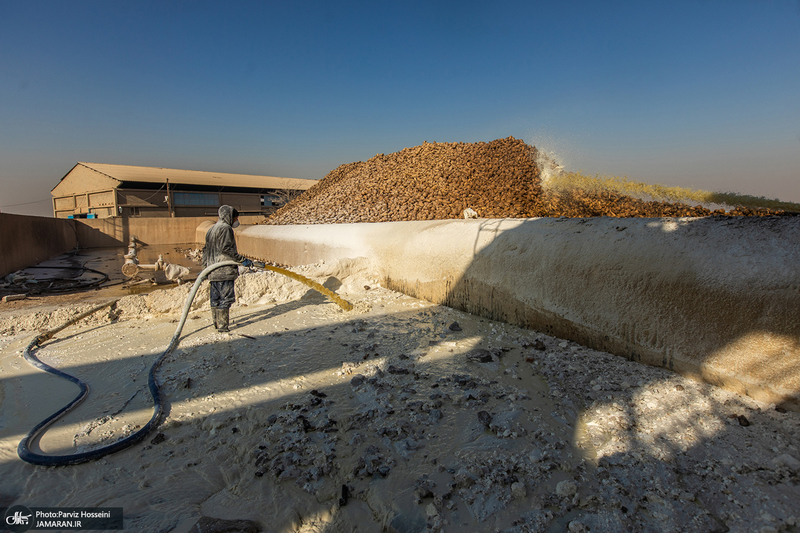 شوق شیرین تولید شکر / کارگران تولید قند و شکر