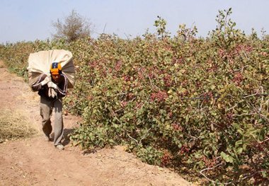 کرمان آینده؛ شیفت از کشاورزی به صنعت ! آبی برای صنعتی شدن وجود دارد؟