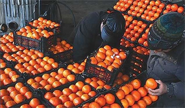 نخستین گواهی محصول سالم پرتقال در فسا صادر شد