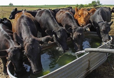 50 روستای کهگیلویه از آب آشامیدنی استفاده غیر شرب می کنند