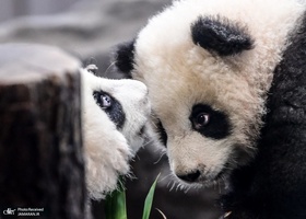 منتخب تصاویر امروز جهان- 10 بهمن