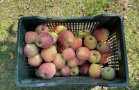 برداشت سیب در کشمیر هند (12)