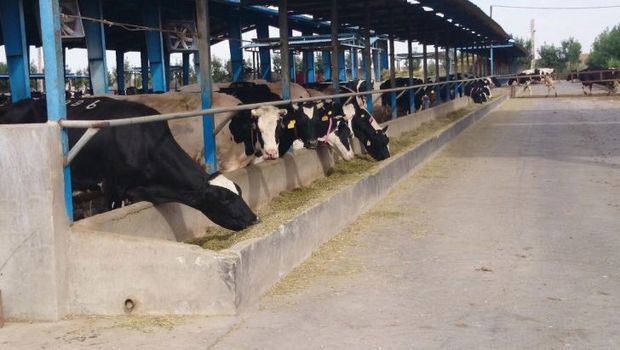 ساخت گاوداری شش هزار راسی مطالبه اساسی مردم دلفان