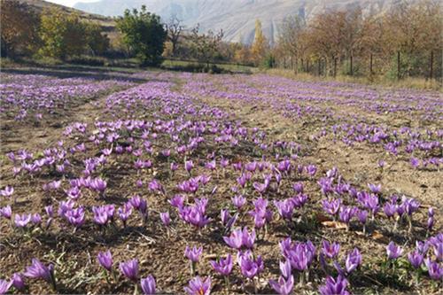 کاشت زعفران مددجوی خلخالی را خودکفا کرد