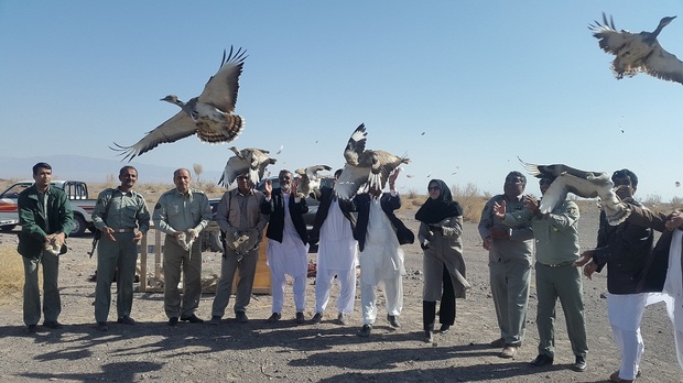 رها سازی 37 قطعه پرنده هوبره در ایرانشهر