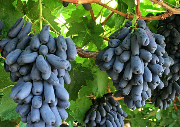 درآمد عجیب باغداران شیراز از کاشت این نهال انگور اصلاح شده