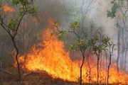 آتش سوزی در جنگل‌های بویراحمد مهار شد