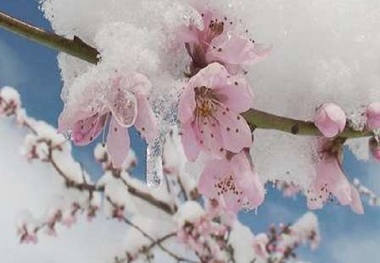 سرمای بهاره 949 میلیارد ریال به شیروان خسارت زد