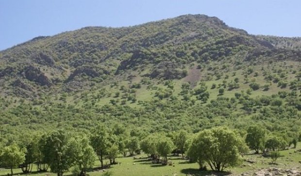 جلوگیری از قطع ٦٥٠٠ درخت بلوط در چهارمحال و بختیاری