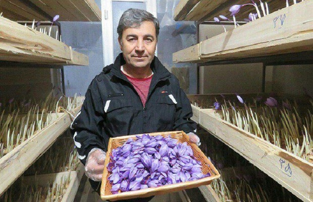 یک فرهنگی کرمانشاهی زعفران را با روشی نوین کشت کرد