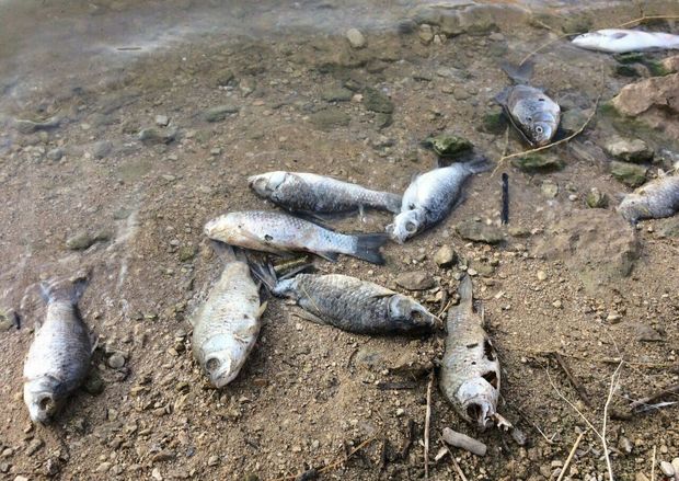 ریختن سم به رودخانه علت مرگ و میر ماهی‌های رودخانه رمه‌چر ایذه بوده است