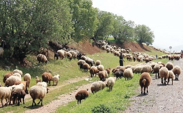 کاهش چرای دام تهدیدی برای جنگل ها است