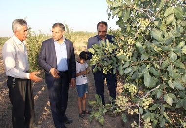 کشت پسته برای نخستین بار در میاندوآب