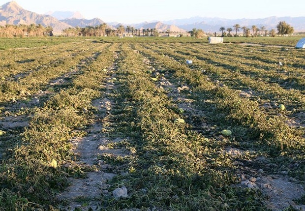 خسارت 2 هزار و 437 میلیارد تومانی خشکسالی به کشاورزی خراسان جنوبی