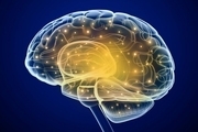 مغز انسان ۱۲ ساعت در آزمایشگاه زنده ماند