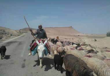 کوچ عشایر دشتستان به مناطق ییلاقی آغاز شد