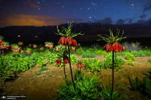 دشت لاله های واژگون کوهرنگ