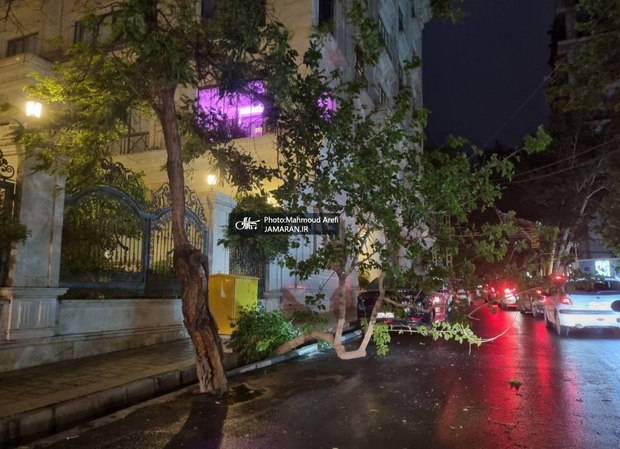 درختان تهران سقوط کردند! + عکس ها