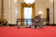  یک گربه سیاسی وارد کاخ سفید شد! + تصاویر
