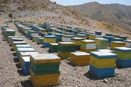 اقلیم کوهستانی ملکشاهی، جایی برای توسعه صنعت زنبور عسل
