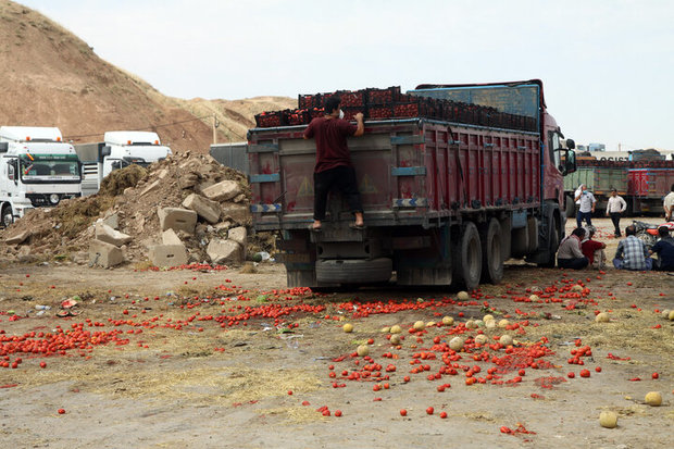 علت مرجوع شدن گوجه فرنگی ایران از عراق