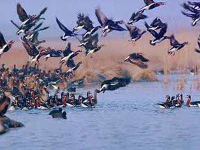 کشف 30 اردک و مرغابی دریایی درغرب گلستان