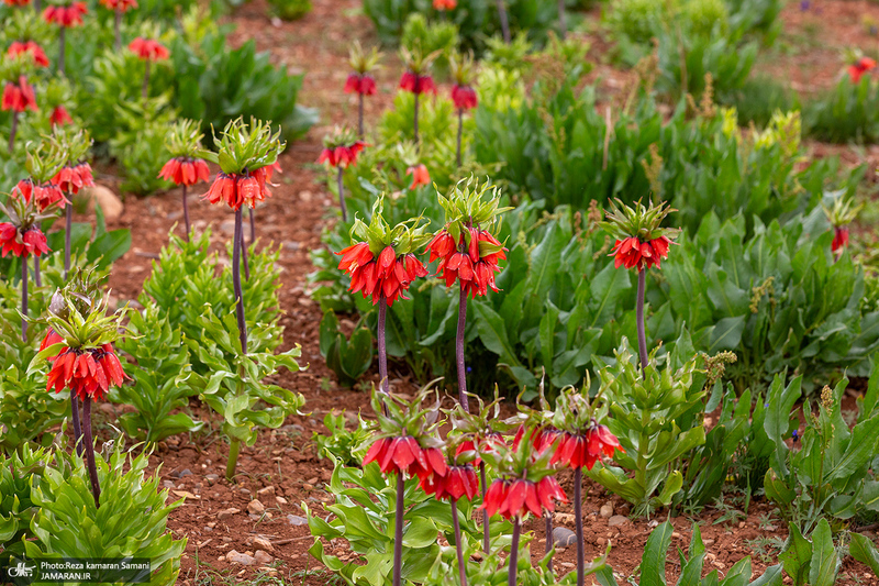 دشت لاله های واژگون کوهرنگ