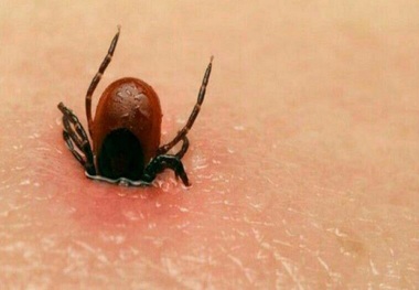 شناسایی راه حلی برای تشخیص و درمان بیماری لایم
