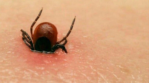 شناسایی راه حلی برای تشخیص و درمان بیماری لایم
