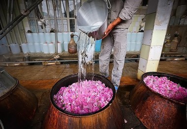 نخستین جشنواره گلابگیری در زابل دوم اردیبهشت برگزار می شود