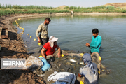 ۸۹۸۰ تُن ماهی پرورشی در آذربایجان‌غربی تولید شد