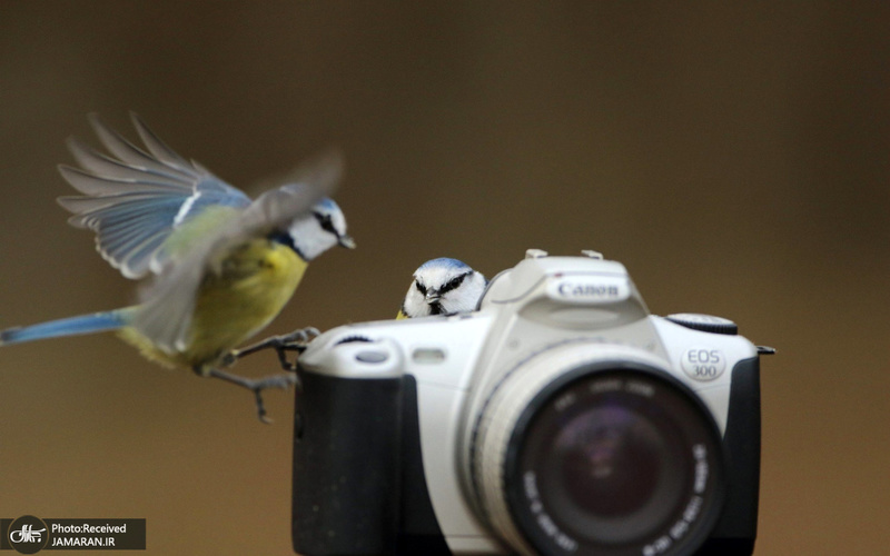 منتخب تصاویر امروز جهان- 6 بهمن