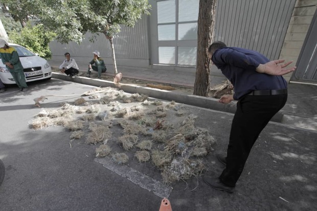 لانه دهها پرنده در هرس بی موقع درختان شیراز تخریب شد