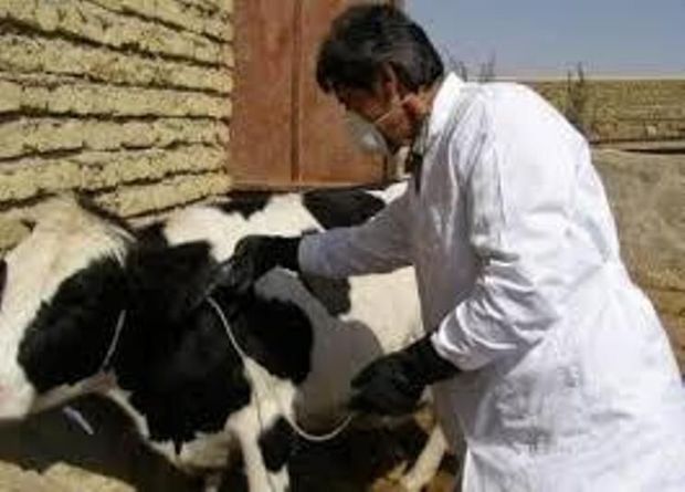 واکسیناسیون دام‌ها در مناطق زلزله زده آذربایجان‌شرقی پایان یافت