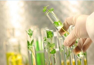 تحول در اصلاح نباتات کشور با واگذاری تولید ارقام به بخش خصوصی