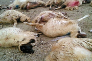 گرگ‌ها در زنجان ۶۰ راس گوسفند را تلف کردند