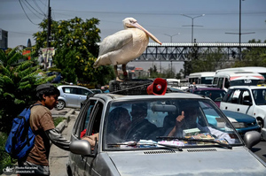 منتخب تصاویر امروز جهان - 29 تیر 1401