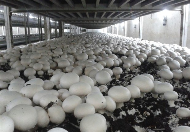 رییس جهاد کشاورزی آذربایجان شرقی: 54 درصد قارچ در واحدهای کوچ تولید می شود