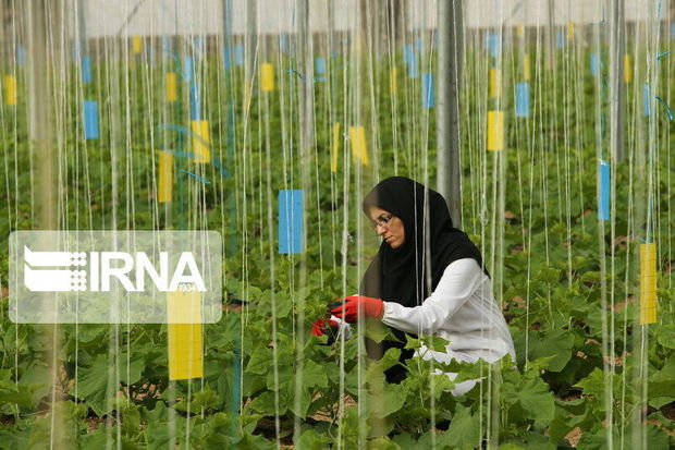 ۳۵۱ میلیارد تومان تسهیلات مشاغل روستایی در چهارمحال و بختیاری جذب شد