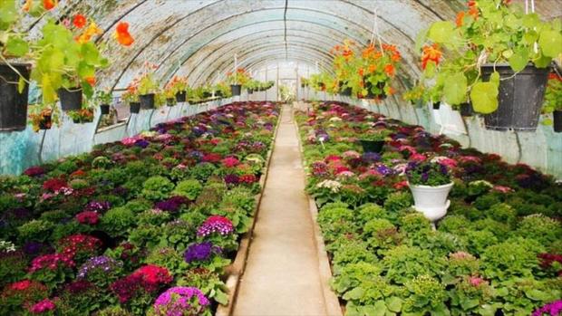 500میلیارد تومان تسهیلات برای احداث گلخانه در مازندران پرداخت می شود