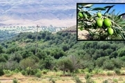1200هکتار از اراضی شیبدار گلستان باغ مثمر می شود