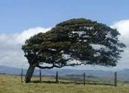 پیش بینی هواشناسی از وزش باد شدید در خراسان جنوبی