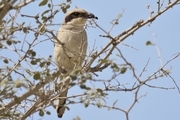 گونه زادآور جدید به شمار پرندگان استان بوشهر افزوده شد