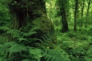 گیاهان مهاجمی که جنگل های هیرکانی را نابود می کنند