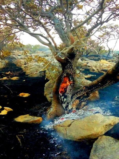 جنگل‌ دژکرد اقلید در آتش می‌سوزد