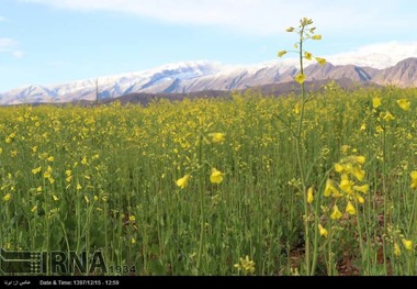 560 هزار میهمان نوروزی از شهرستان لالی دیدن کردند