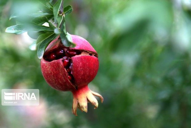 رخ نمایی انار شاه‌بار و پوست سیاه طارم در بازار